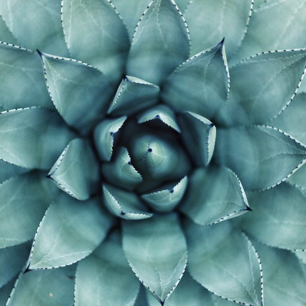 succulent plant close up
